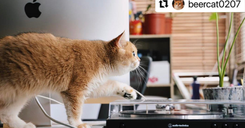 USAudioTechnica's tweet photo. #FanPhotoFriday: 🎶 “Don’t be suspicious, don’t be suspicious.” 🎶 Instagram user, @beercat0207 can’t keep his paws off our AT-#LP60x #turntable! 🐾 https://t.co/c73CE1uiQ2 #AudioTechnica https://t.co/h15vDhX4ov