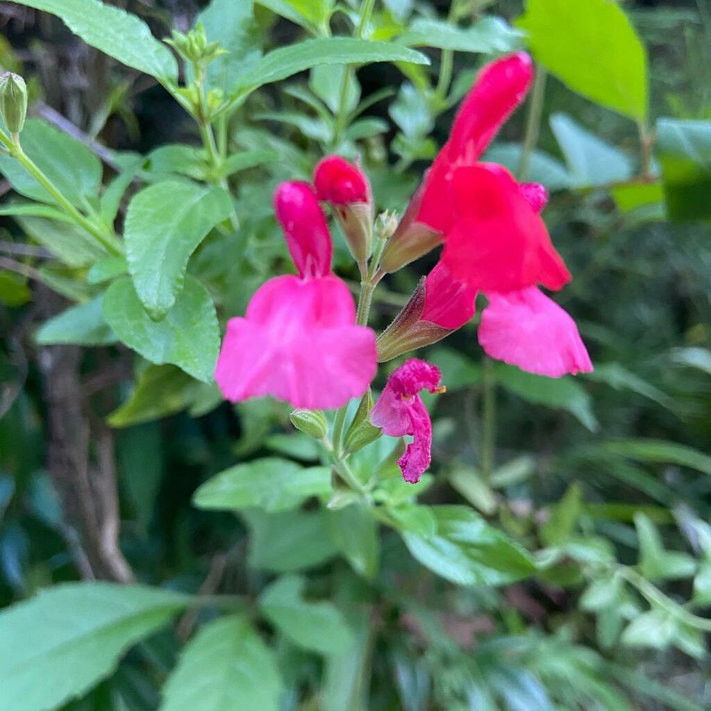 粟田神社 サルビアミクロフィラ 赤い小さな花が可愛く咲きます ハーブの一種らしい 今日も元気で お散歩参り コロナ収束願う T Co Bzhnue97xl Twitter