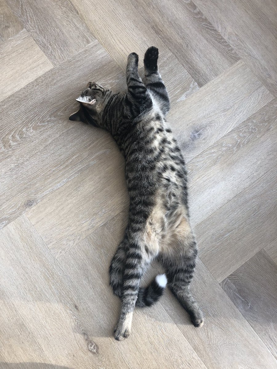 Ik wil in een volgend leven terugkomen als kat!!