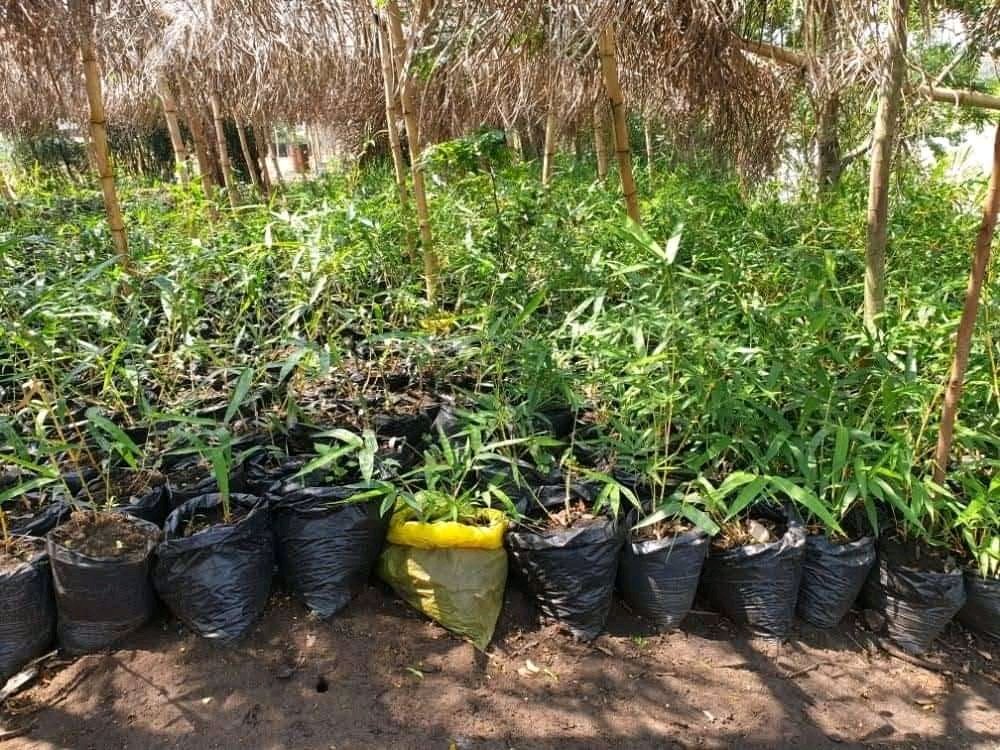 GreentheworldUg's tweet photo. Bamboo trees can control erosion and flooding. @GreentheworldUg has started this initiative in Kasese Uganda and calling upon all well wishers to support these ideas in any forms. Floods are a dangerous disaster and we must act. @Pollinationproj @UNFCCC https://t.co/hzBRrGxmIf