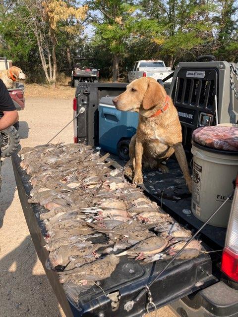 longmeadow_info's tweet photo. #Longmeadow #GameResort #DoveSeason2021 #DoveHunting #DoveSeason #OpeningDay #OpeningWeekend #DoveHunter #DoveHunters #Dove #Doves #LaborDay #LaborDay2021 #LongWeekend #Holiday #AutumnIsHere #Autumn #Fall #HuntingSeason https://t.co/Hj55SWhUTn