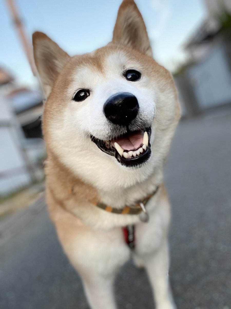 タレ目 Twitter Search