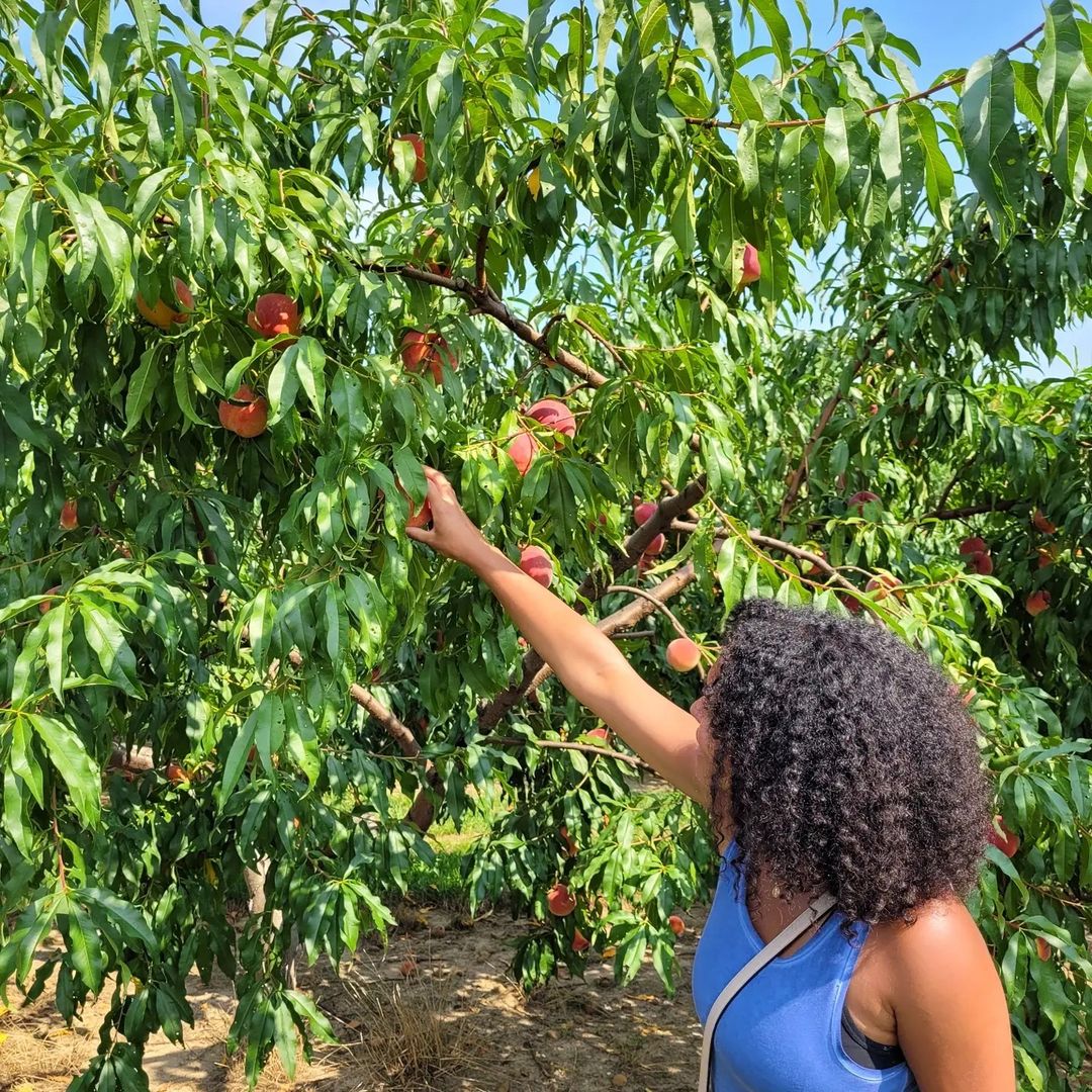 PureMichigan's tweet photo. Pure Michigan is full of must-visit gems that are ripe with fun activities, like Crane Orchards U-Pick and Corn Maze.
πΈ: Instagram fan michigandateideas #PureMichigan #MakersTrail #WestMichigan #Fennville #AlleganCounty https://t.co/s9QvSJl1uV