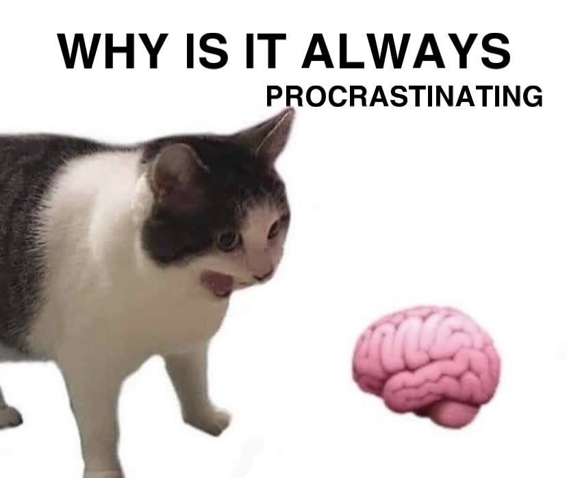 lexfromclass's tweet photo. anyone else just wake up from a 3 hour involuntary nap? no? just me? #MCO335 #WhiskerWorries https://t.co/i1gW4zYa7t
