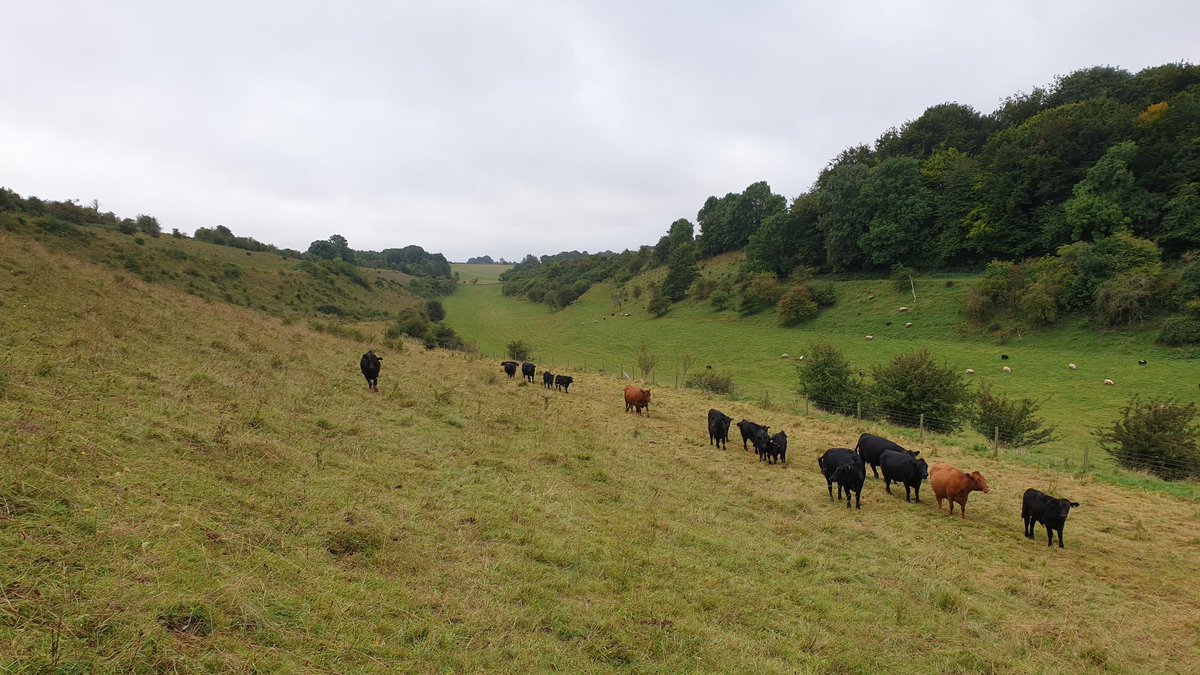 MarcusWRhodes's tweet photo. It's changeover day for #ExeterRewildingFC with the Southern and Scottish contingents of the field course swapping places. I got to sneak off to Combe Bissett Down for the afternoon and hunt for Adonis Blues! https://t.co/me4ZUWyBFb