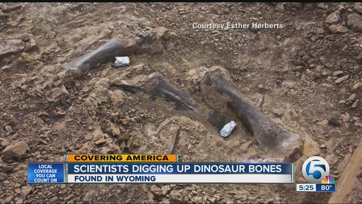 thulebrah's tweet photo. You asked for it and here it is:

DINOSAURS ARE NOT WHAT YOU WERE TOLD (thread)

Everyone was taught about dinosaurs from a very young age, but how often do we question what we were taught? Dinosaurs are not mentioned in ancient religious or historical texts. https://t.co/el0x7QrdF3