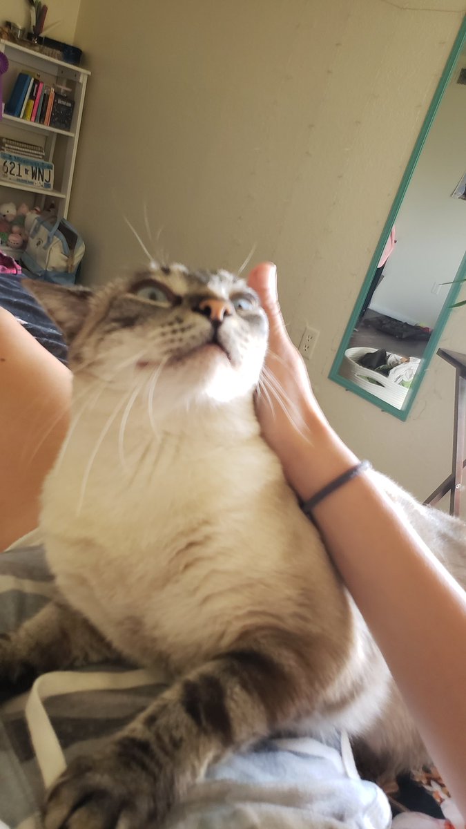 bubbafishy2's tweet photo. @lunehowls here she is our QUEEN https://t.co/0rRcEWvV5x