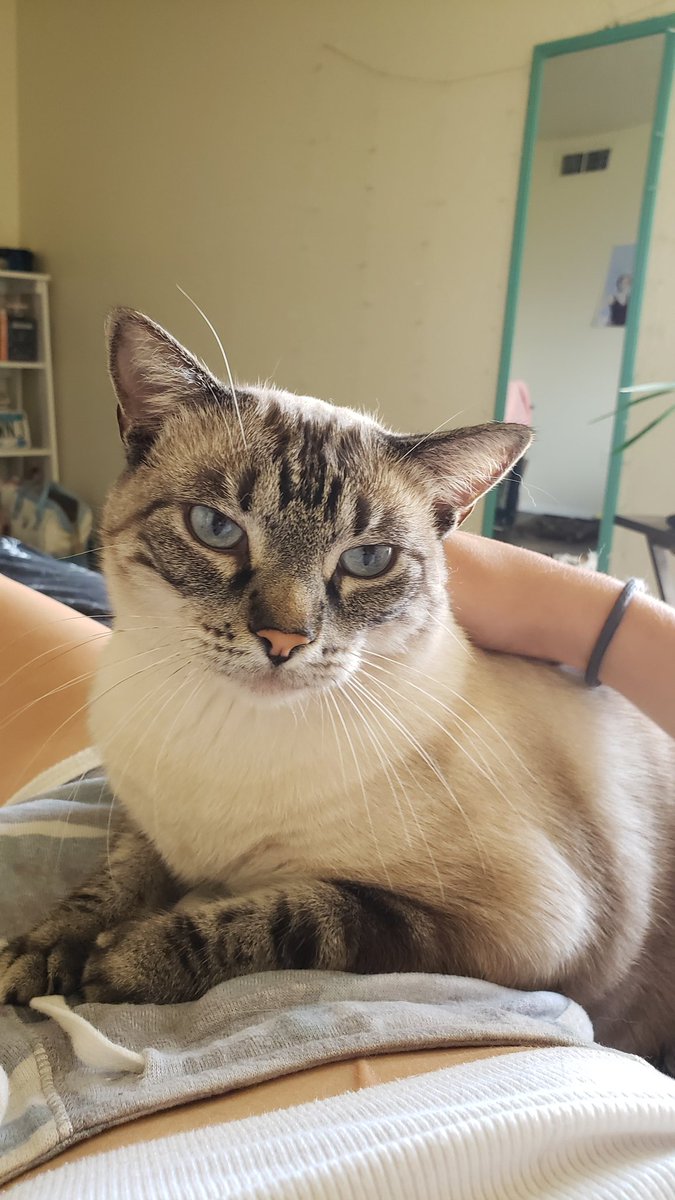 bubbafishy2's tweet photo. @lunehowls here she is our QUEEN https://t.co/0rRcEWvV5x