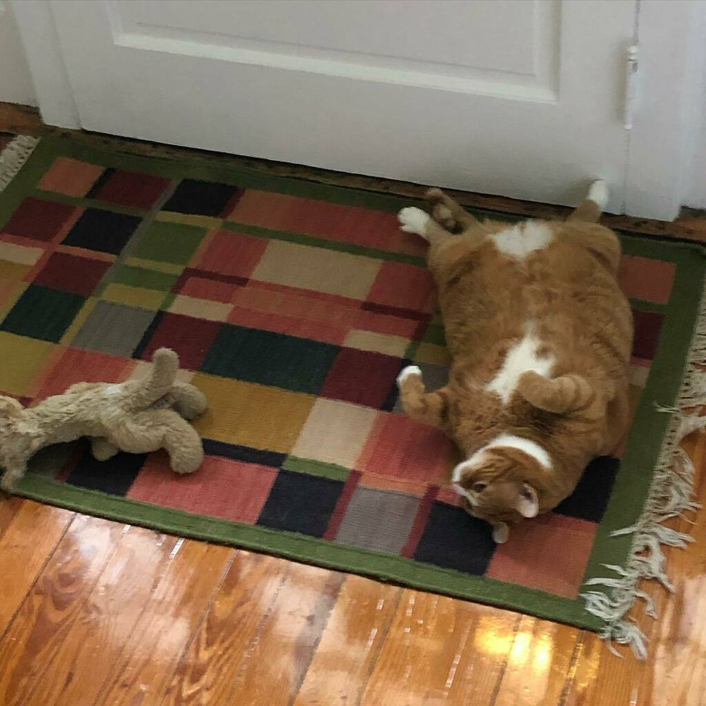 drparrsays's tweet photo. Just hanging out by the door, waiting for dinner to be delivered. (Dinner is not being delivered) #kellycat https://t.co/5sgE9ei6zT https://t.co/uoTikI2S5H