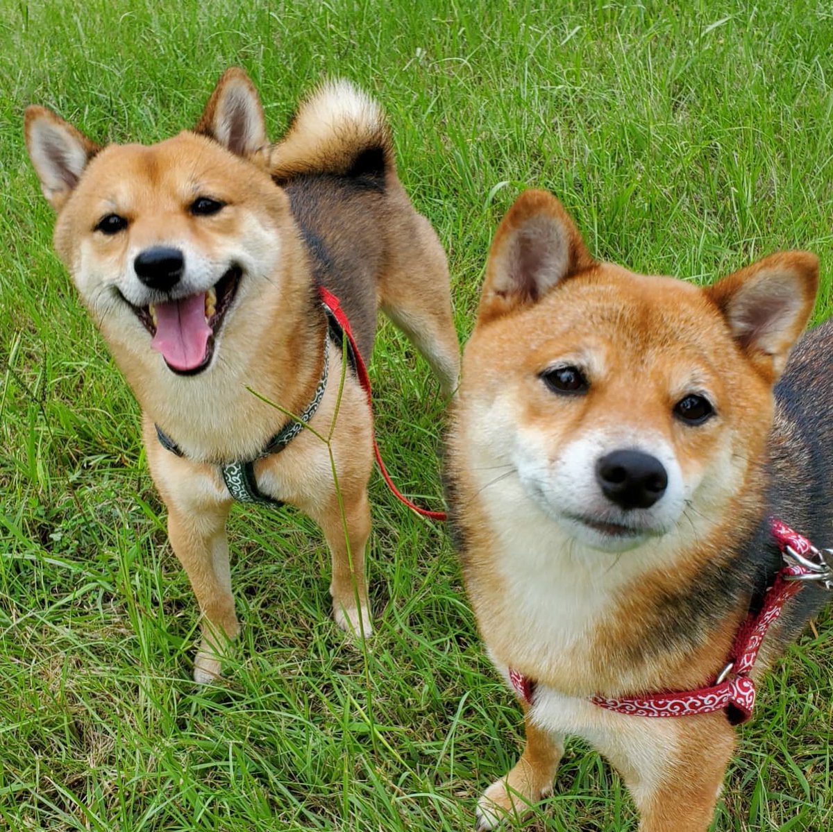 今日も ケンカ على تويتر おはようございます 今日もケンカ です 晴れましたね ビックリするくらいたくさん も出てご機嫌です 今日は暑くなりそうですよ ケンカ棒ガシガシ ケンカ棒 犬好きさんとつながりたい いぬのきもち ペット 犬 今日も ケンカ على تويتر おはようございます 今日もケンカ です 晴れましたね ビックリするくらいたくさん も出てご機嫌です 今日は暑くなりそうですよ ケンカ棒ガシガシ ケンカ棒 犬好きさんとつながりたい いぬのきもち ペット 犬