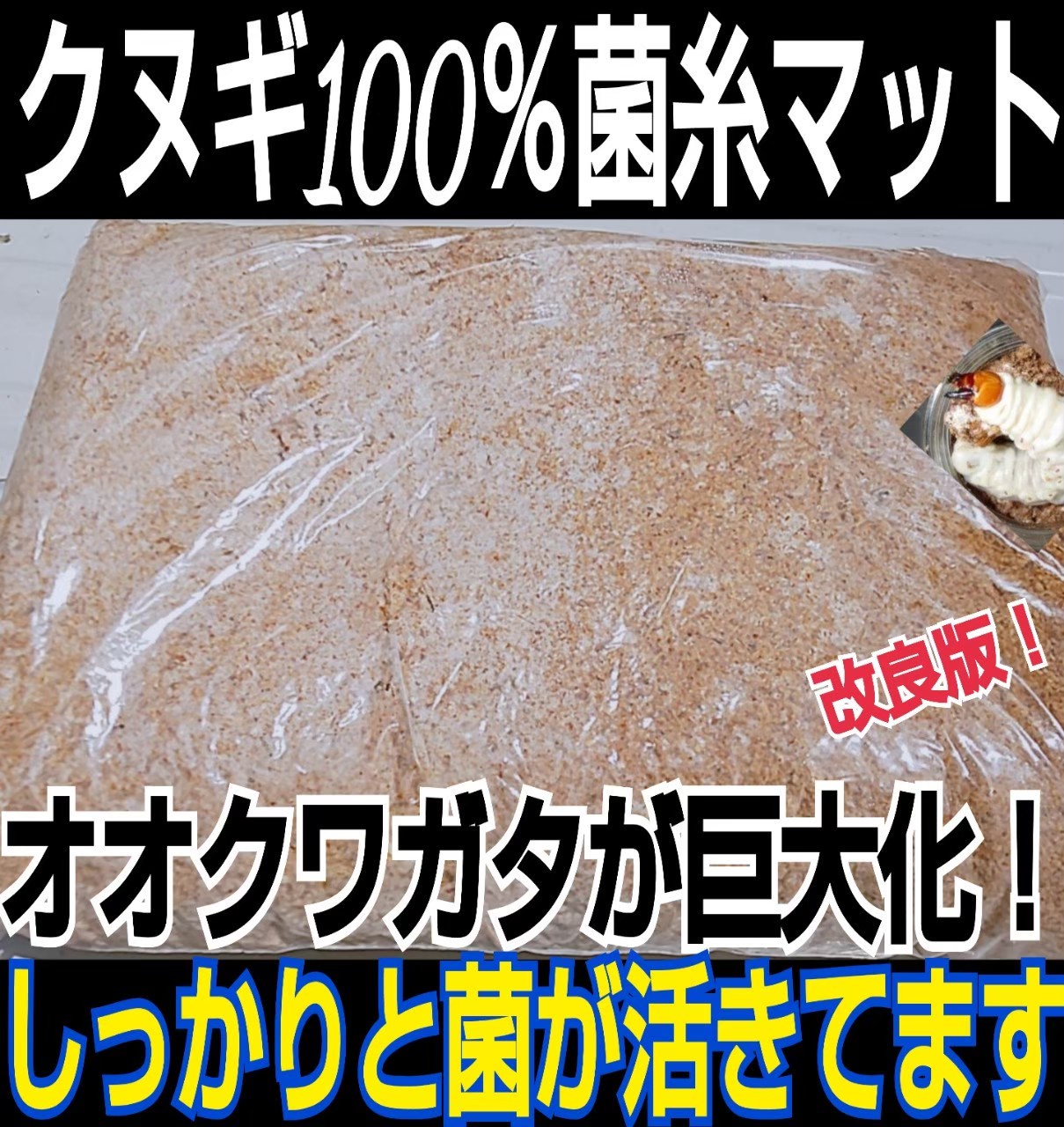 22年最新海外 クワガタ幼虫が巨大化します ヒマラヤひらたけ発酵マット 菌糸瓶よりデカクなる 虫類用品 Orointegrated Coop