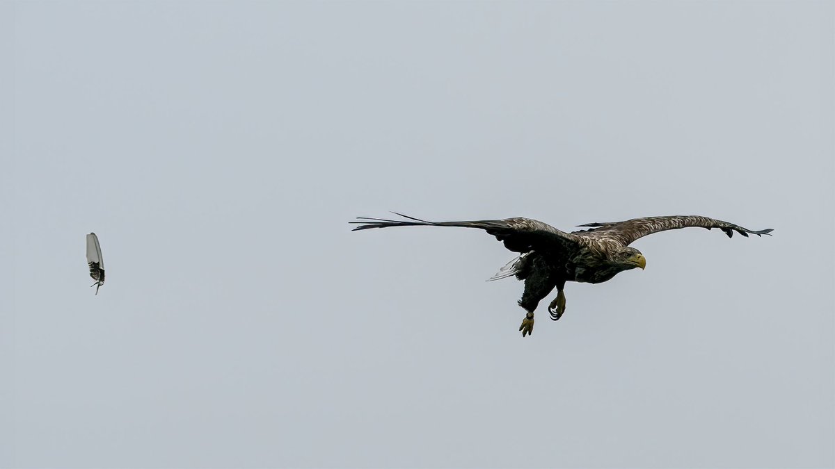 The moment a white tailed eagle feather fell from the sky and was retrieved by <a href="/Alex_Keivers/">Alex Keivers</a> <a href="/mullcharters/">Martin Keivers</a> Thank you for an amazing trip #whitetailedeagle #feathers #september #isleofmull