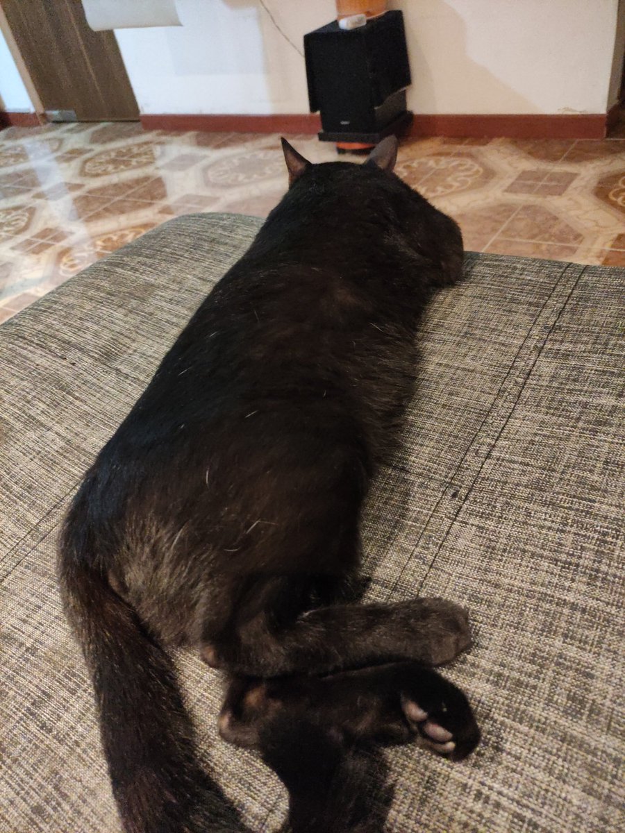 yudyMF's tweet photo. Chimuelo 😻 https://t.co/y5fGeNo9L2