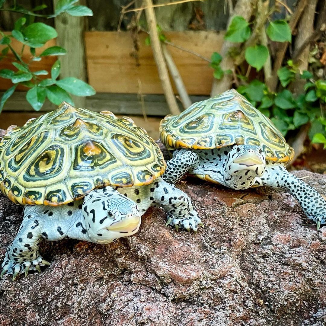 Cara Maré tweet media