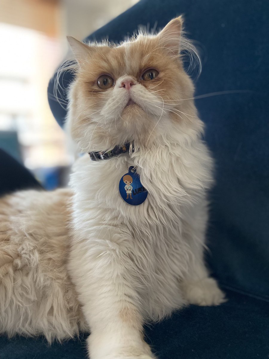 adripgomez's tweet photo. @catsofinstagram Hi! I’m Luke! You can find me at Instagram @luke_persa_cat https://t.co/weEiXgGhPc