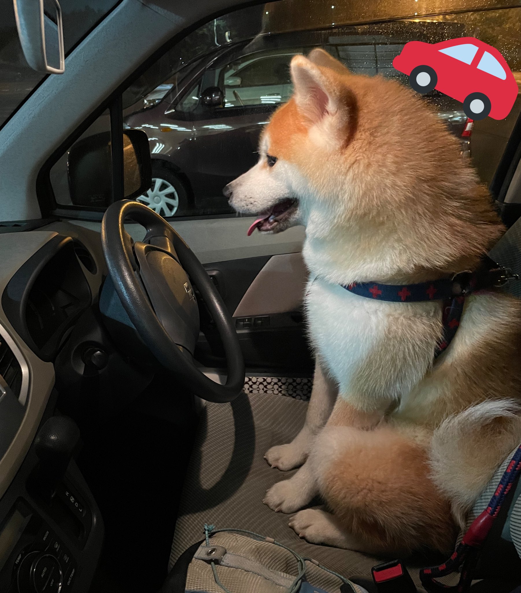ユミチ 秋田犬咲桜 さくら すみません 早く帰りたいので どいてくれませんか あなた運転 出来ないでしょ 秋田 犬 ８ヶ月 ハーネスがシートベルトに見える T Co 44i3sjjsfb Twitter