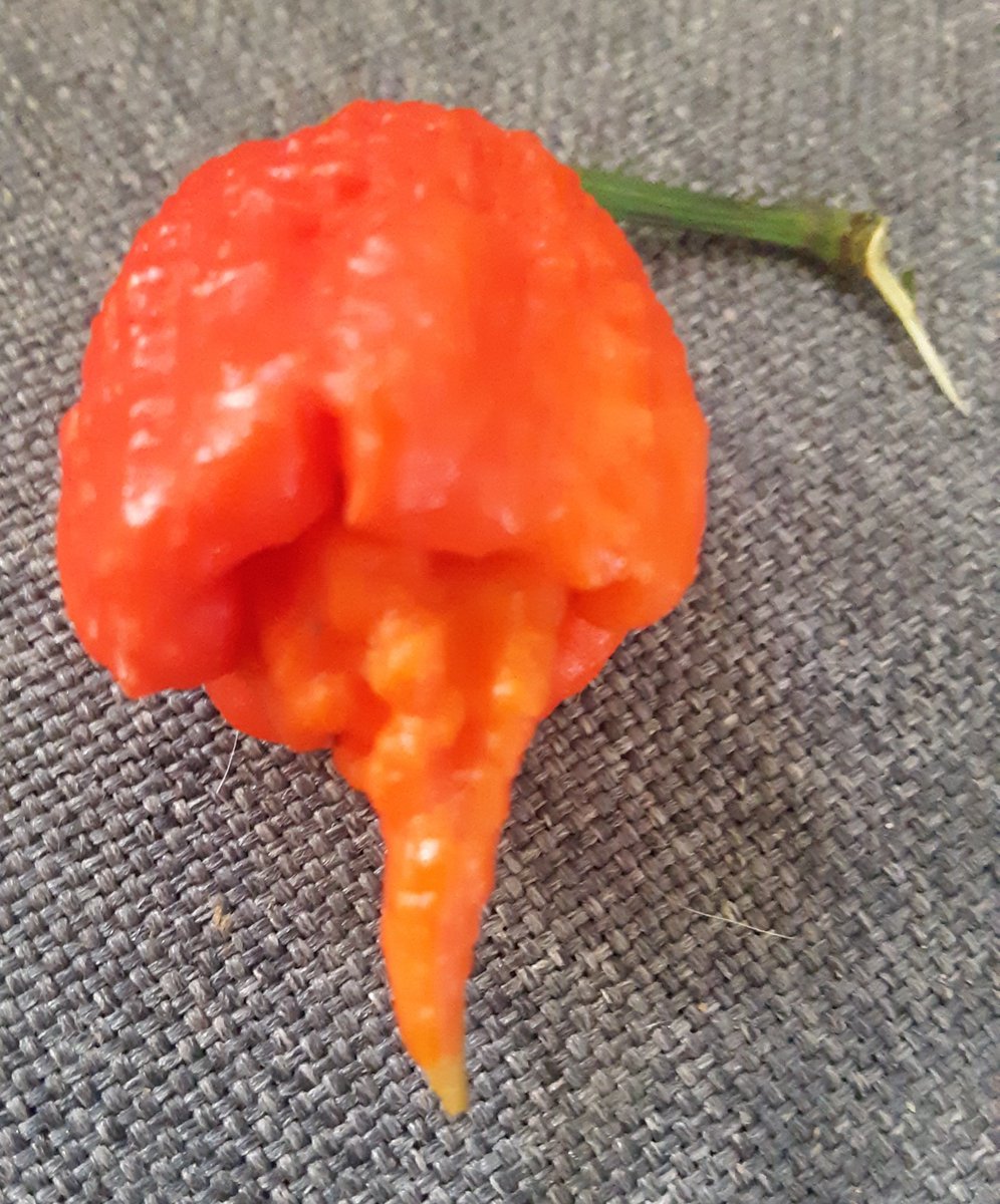 head_chilli's tweet photo. Carolina reaper https://t.co/TOdqWiF1X8
