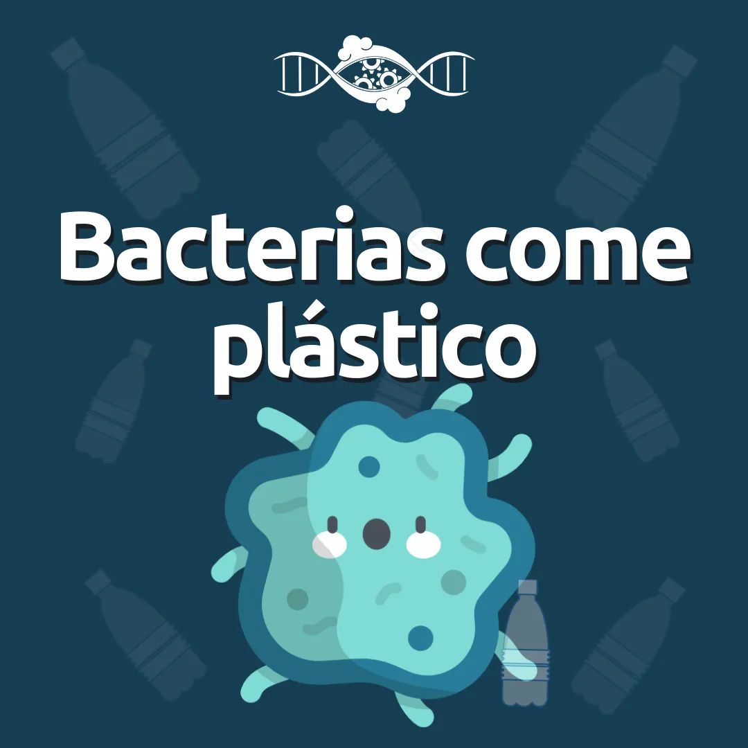 ollin_synbio's tweet photo. La naturaleza nos brinda una posible oportunidad para atacar la problemática del plástico 🧴 ¿Dónde se encuentra esta posible solución? En la curiosa bacteria I. sakaiensis y su asombrosa habilidad de adaptarse a su medio 🦠🚮
#plastic #OllinSynbio #iGEM #Science #STEM #Biology https://t.co/GlU9IC3XkE