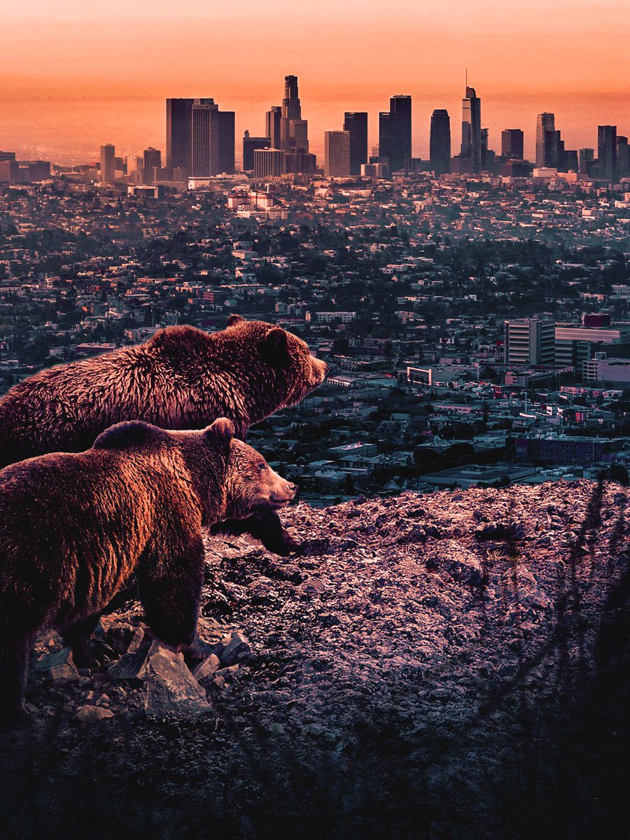 Chicago Bears tweet media