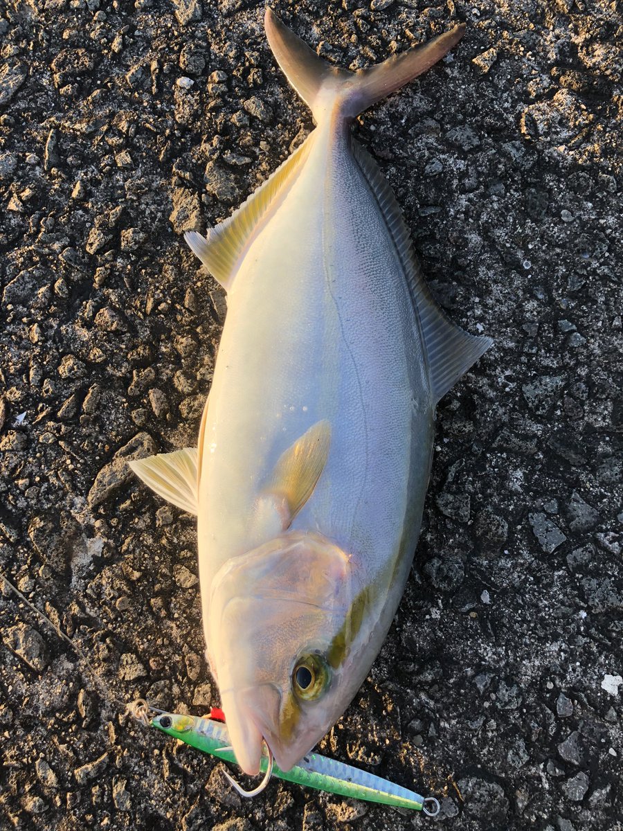 ショゴ 釣り ジギング ショアジギング カンパチ ショゴ 北薩 ツイレポ