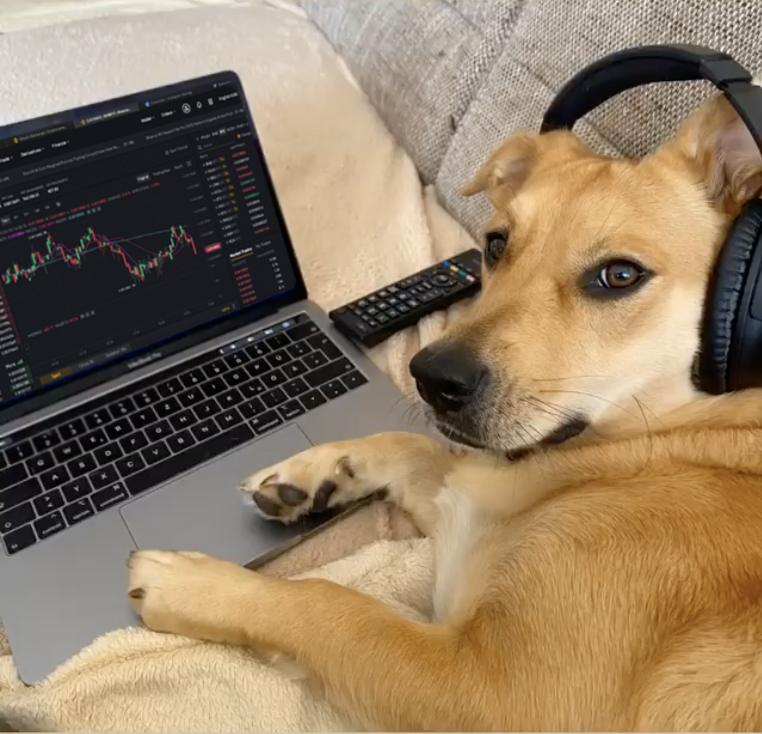 BinanceBrasil's tweet photo. Até o vira-lata caramelo está surfando na onda de trades ✌🌊🐶

#DYOR https://t.co/kXyAicoA0c