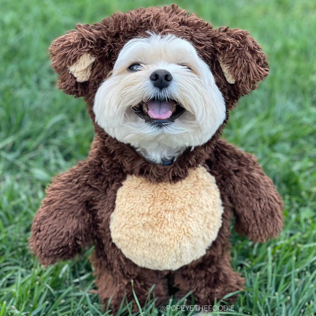 Trying to be a bear but looking like an Ewok. 🧸 #NationalTeddyBearDay