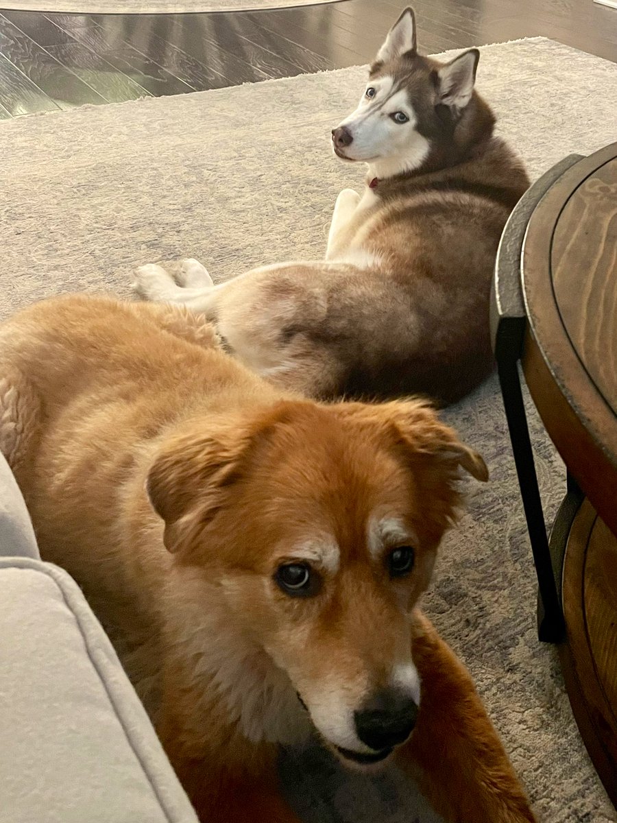 Mom relaxing on the couch. Again. Clearly we need something! 🐾♥️ #dogsoftwitter #dogs #seniordogs #anythingforatreat