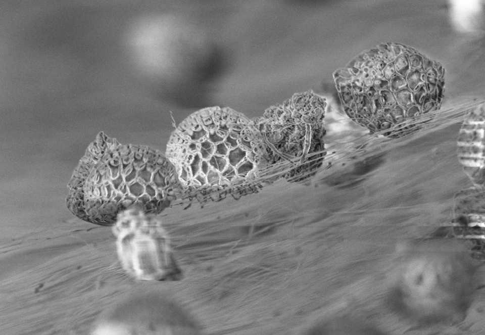 NZ-made filter media kills coronavirus nzbusiness.co.nz/news-items/nz-…