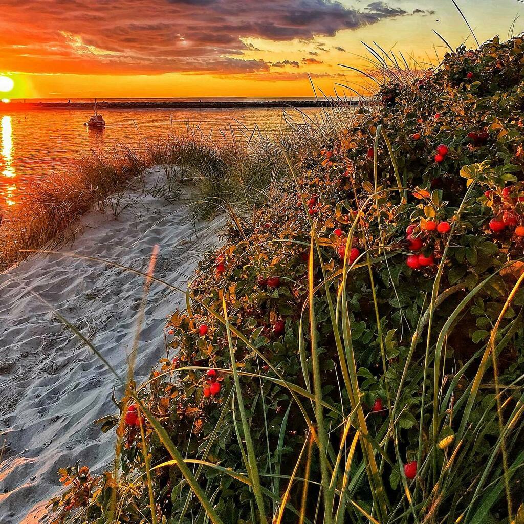 frankruel2's tweet photo. One of my favorite sunsets from a week ago #itsrainingtoday #capecodcaptures #sesuit #breakwater #sunsetlovers #coldstoragebeach https://t.co/sZm9GfG0K8 https://t.co/taumvwDEuM