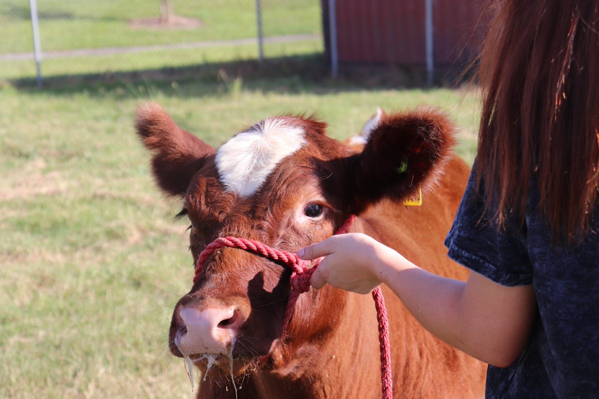 ClearFallsFFA's tweet photo. CCISD Animal Money is due by 11:59 ok tonight!! If haven’t already paid you use the link and purchase it online.

https://t.co/cxazNOo5gJ https://t.co/FOWxuS4s7U