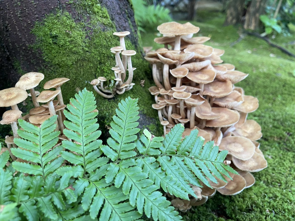 Meigenkotonoha's tweet photo. キノコいっぱい🍄 https://t.co/e7jcdhf0pI