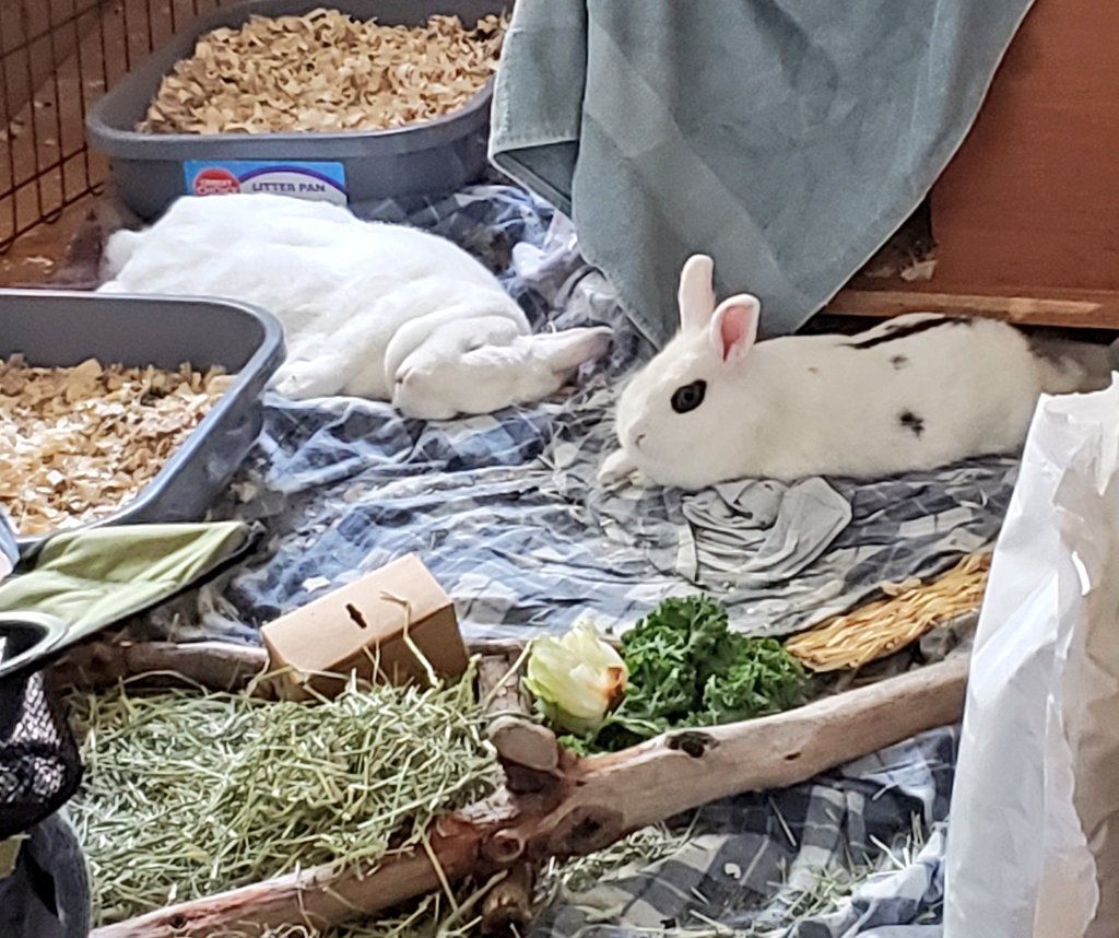 MendoKC's tweet photo. @billifer1973 Lottie LuLu in fill relax mode after a big meal of fresh kale with Millie MuMu guarding her nap.🐇🐇

Wally🐕 cruising on the kayak on #LakeKirkwood under #TwoSentinels. Both were just surrounded by🔥but saved by #Calfire #USForestServiceFire in #CaldorFire at #Kirkwood on Hwy88. https://t.co/iLDfkteHEi