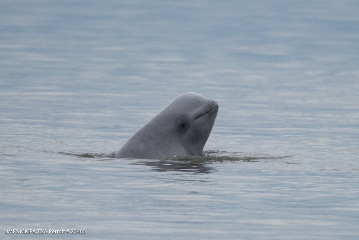 beluga whale with its head out of the water.