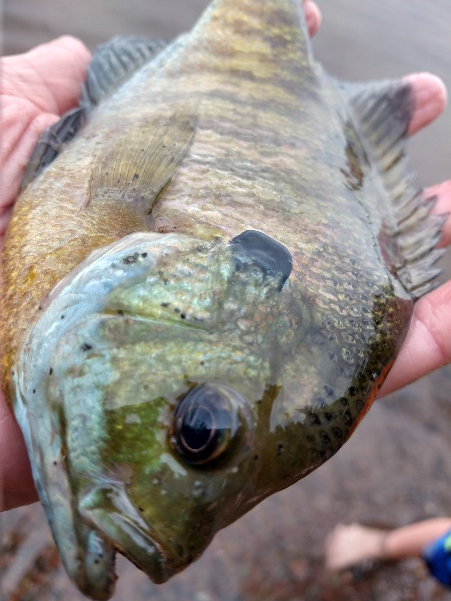andrewrypel's tweet photo. More panfish tonight, with some bass and even a pike mixed in #InDefenseOfPanfish https://t.co/Vj8lBs5Yr0