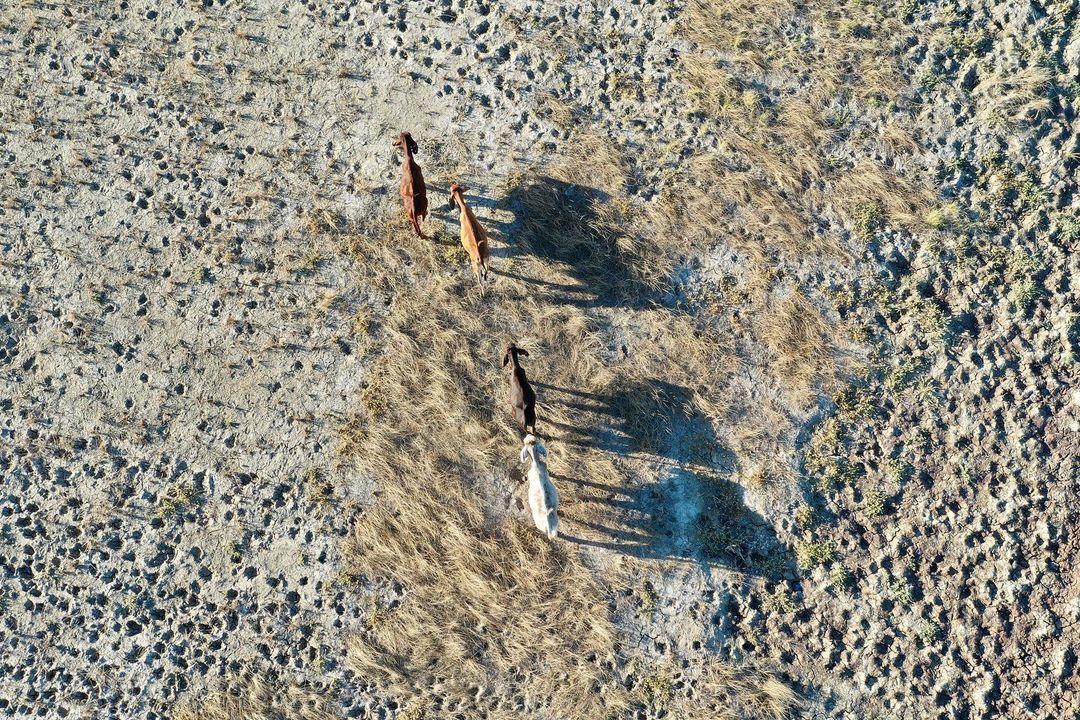 We usually have a view from the ground. Today, this stunning drone shot will give you a unique bird’s eye view of Australia’s agricultural life.

Photo by: IG@: lisa_alexander_photography