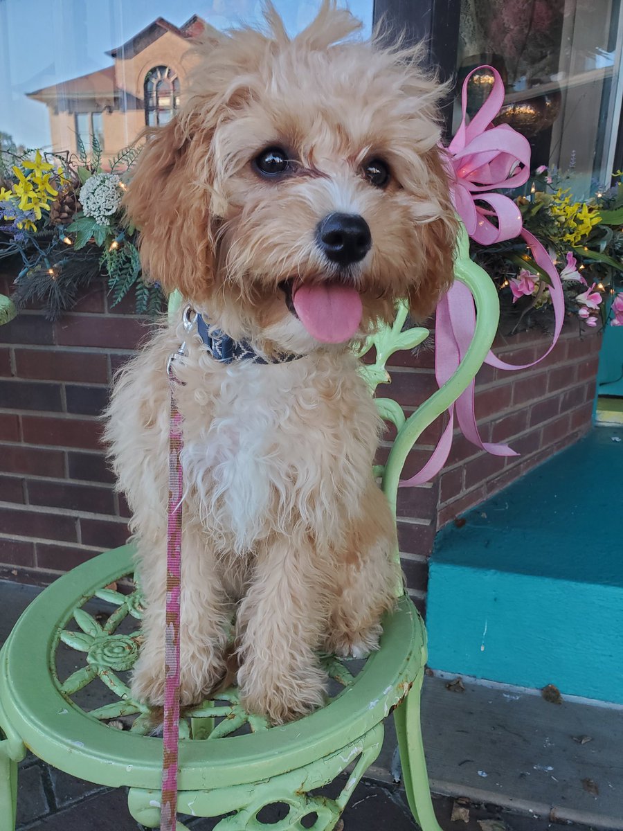 M00dymalfoy's tweet photo. Puppy spam: she weighs 11 lbs. She knows sit, lay, down, leave it, and paw. She gets fixed next month and will prob hate me

Hehehehehe https://t.co/KQDgbxDfN7