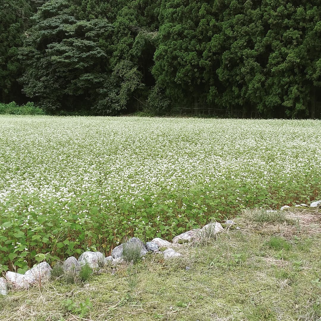 公財 鹿沼市花木センター公社 Bonsaizamurai Twitter 公財 鹿沼市花木センター公社 Bonsaizamurai Twitter