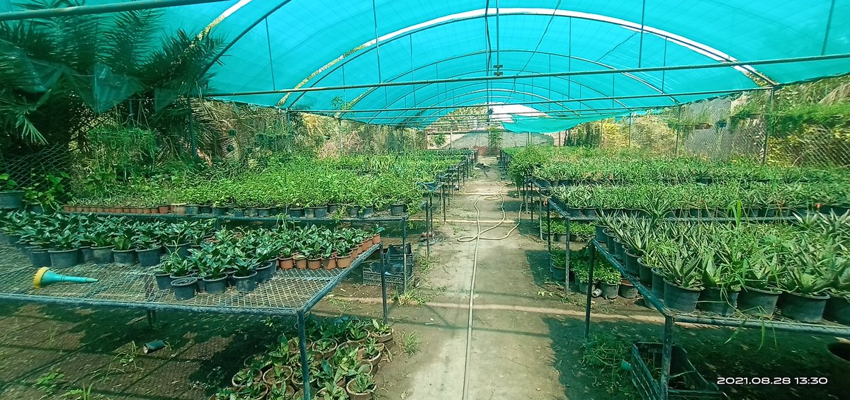 BiodynePakistan's tweet photo. Team Biodyne Visit to Welcome Nursery Farm on Kala Khatai Road, Lahore. They used Our Products and you can See the Results.
#BiodynePakistan #Environoc401 #Organicfarming #Cleangreenpakistan https://t.co/S0RPUPfa5e