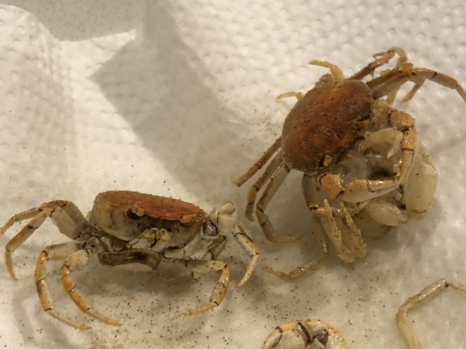 サワガニの食べ方 簡単で美味しい料理方法 レシピ 安全に食べられる下ごしらえ