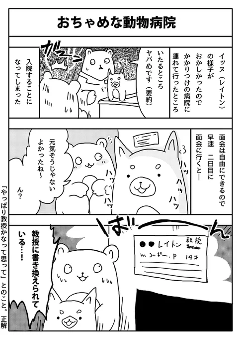 『おちゃめな動物病院』
#漫画が読めるハッシュタグ
コーギーはイギリス原産&レイトン教授も英国紳士、ということでレイトンという名前にしました 