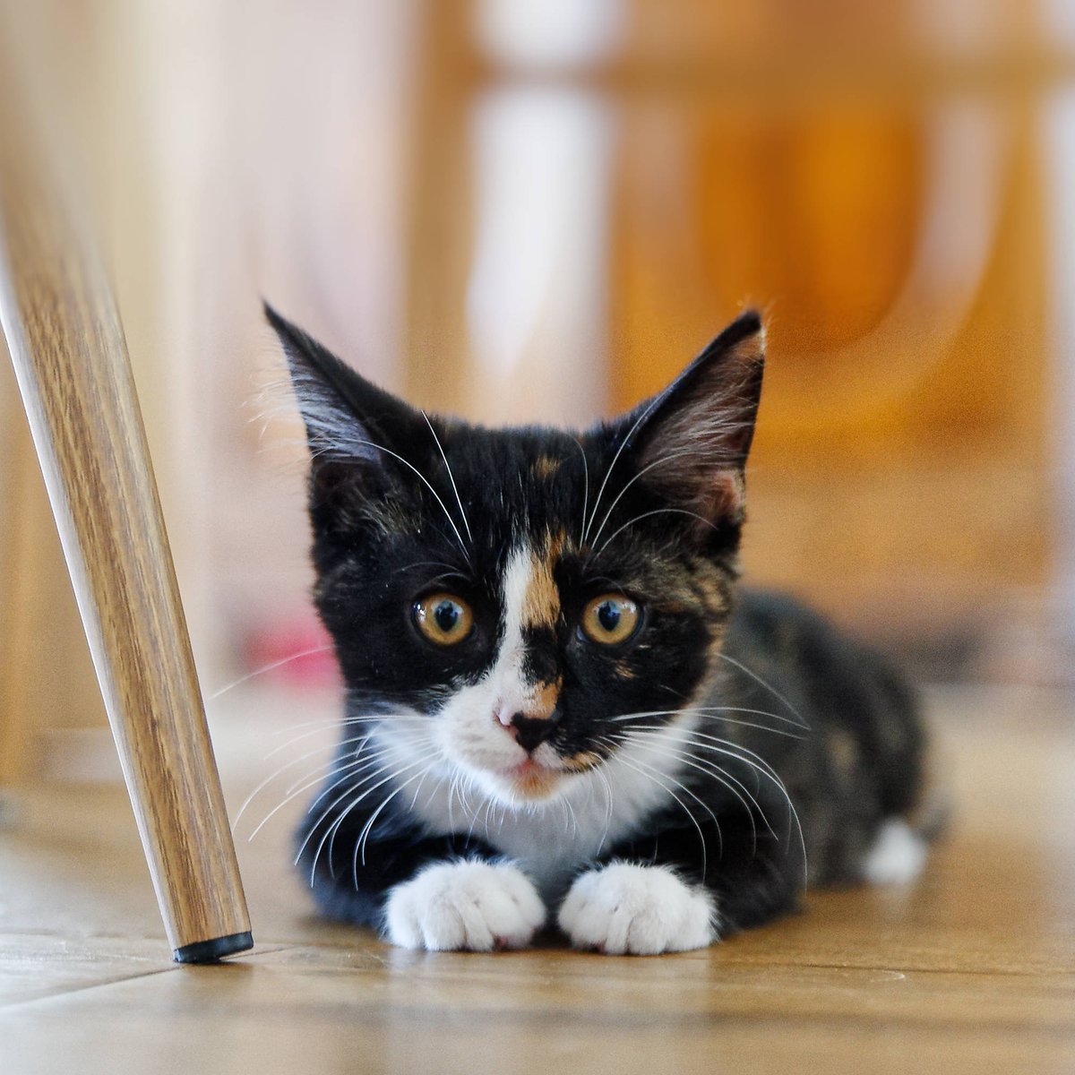 RobertaZeCat's tweet photo. La 2 pattes se prend pour un chat : elle passe son temps à 4 pattes avec un gros trucs noirs avec une laisse noire et jaune. Elle appelle ça "son bébé", j'comprends plus car il y a aussi un deux pattes qu'elle appelle son bébé...
#potichat
#Nikon
#portraitdechat https://t.co/VwPUoUQmkJ