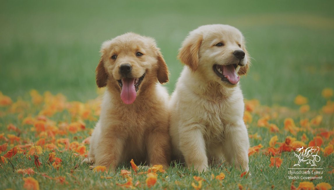 From today, it's illegal in Wales for a licenced commercial seller to sell a puppy or kitten they've not bred on the premises 🚫

They can now only be purchased where they were bred, where they can be seen with their mother, or from a rescue or rehoming centre 🐶🐱