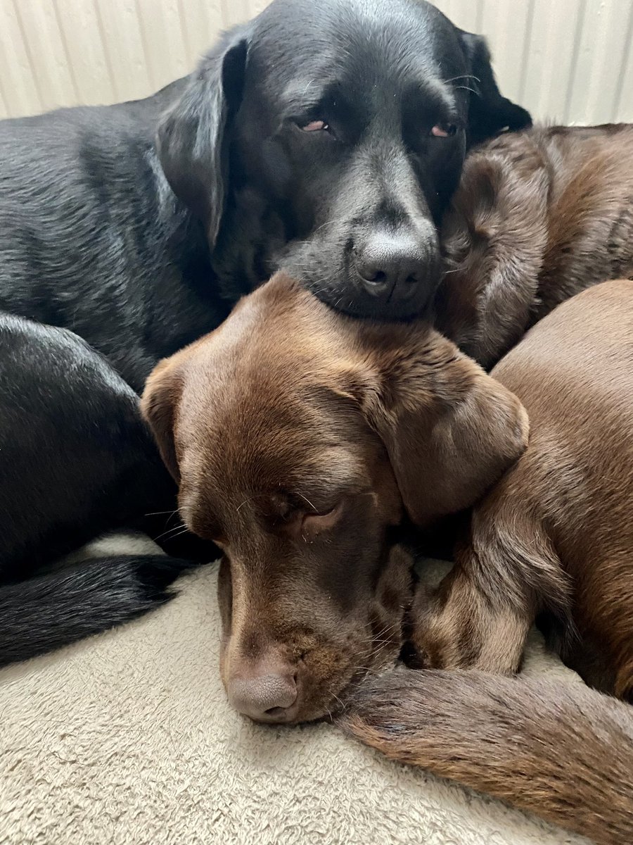 NancyandLottie tweet media