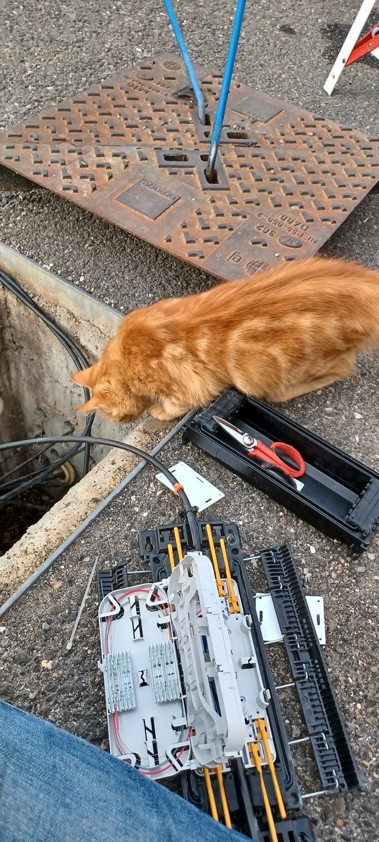 HamiNour5's tweet photo. Un invité surprise ce matin 😺🟠 #Fibre #LifeAtOrange @orange https://t.co/8i6rHHLRB6