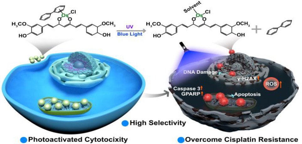 Ken Lo (@bhkenlo) on Twitter photo Photoactivated Osmium Arene Anticancer Complexes pubs.acs.org/doi/10.1021/ac⦠Su, Paterson, Mao, Liu, and <a href="/SadlerGroup/">Sadler Group</a> <a href="/InorgChem/">Inorganic Chemistry</a> #osmium #halfsandwich #arene #curcumin #photocytotoxic #mitochondria #nucleus #DNA #angiogenesis #anticancer #A549R #MOA #DFT #TDDFT #phototherapeutic Photoactivated Osmium Arene Anticancer Complexes pubs.acs.org/doi/10.1021/ac⦠Su, Paterson, Mao, Liu, and <a href="/SadlerGroup/">Sadler Group</a> <a href="/InorgChem/">Inorganic Chemistry</a> #osmium #halfsandwich #arene #curcumin #photocytotoxic #mitochondria #nucleus #DNA #angiogenesis #anticancer #A549R #MOA #DFT #TDDFT #phototherapeutic