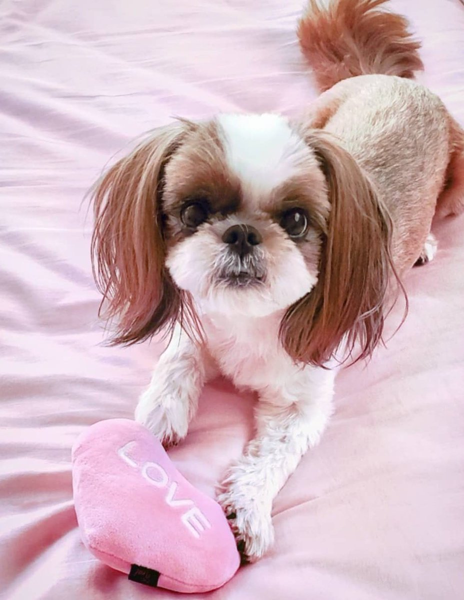 癒し犬 癒し犬