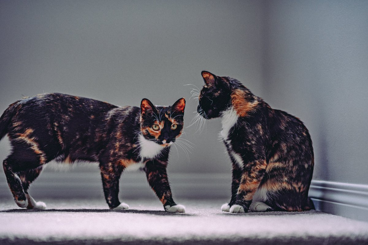 TabbyPack's tweet photo. Two of a kind. Photo by Justin Sinclair on Unsplash

https://t.co/OFIOm0j2Gk https://t.co/jBtEkvWuCm