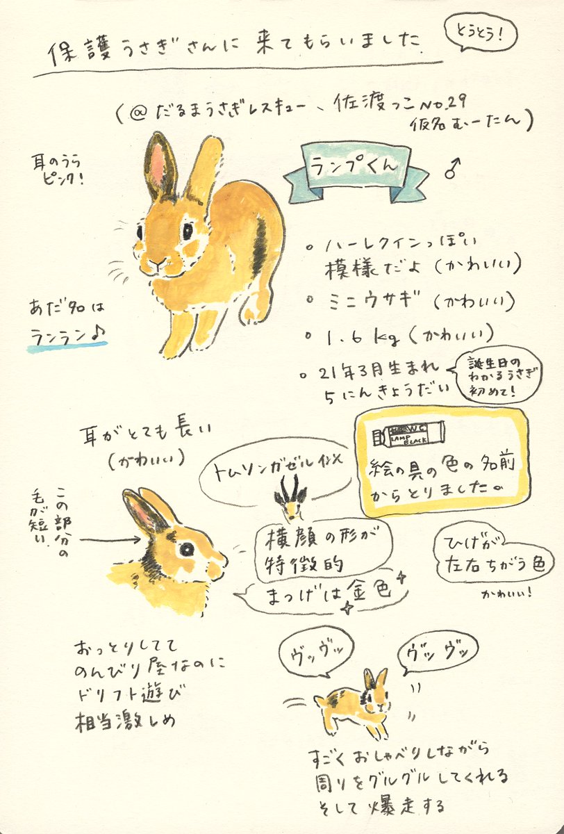 保護うさぎさんお迎えしました。名前はランプくん!これからブランに代わって私の絵のお手伝いしてもらいます。 