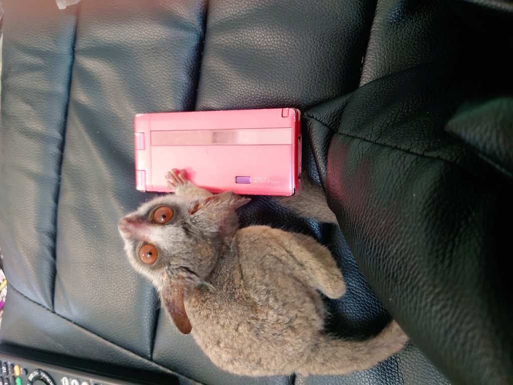 syoutaro_galago's tweet photo. ガラケーと変わらない大きさのショウ太郎〜。
ただ、正確には「太ったガラケー(笑)」

#ショウガラゴ　#ショウ太郎　#猿
#動物　#動物の写真　#動物好きな人と繋がりたい　#bushbush #エキゾチックアニマル　#senegalbushbaby https://t.co/xKe2GQRzMJ