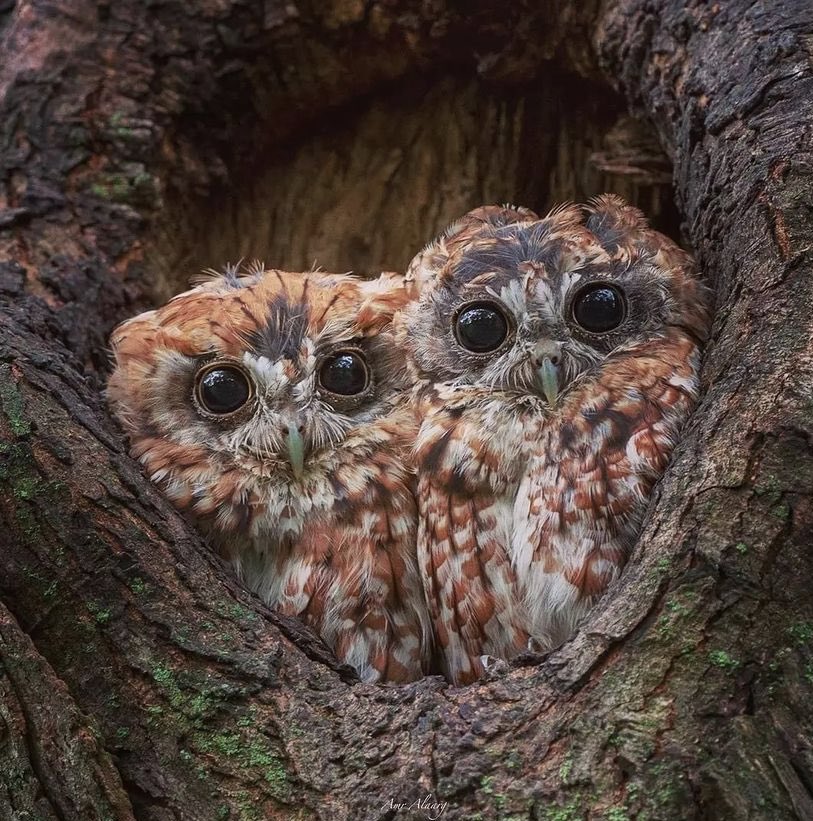 Angel5642620235's tweet image. * Time keeps on moving, so use every second of the day wisely. *

Good morning dear Twitter Friends ! 🌿🦉🌿
#photography #photos #birds #quotesdaily #owls 

📸 Screeh Owls